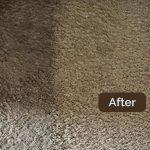 carpet-cleaning-sydney-01